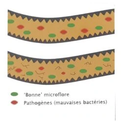 Flora+ 250gr - Deli Nature 7 Flora+ 250gr - Deli Nature -Deli Natury Boutique flora 250gr deli nature 023067 deli nature flora est un stabilisateur intestinal avec un effet probiotique developpe grace a une 2